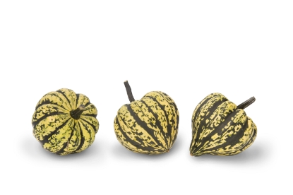 Picture of Winter Squash - Harlequin F1
